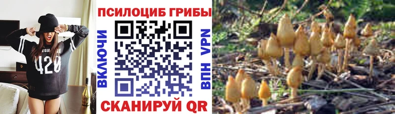 mega рабочий сайт Кыштым Псилоцибиновые грибы Psilocybine cubensis